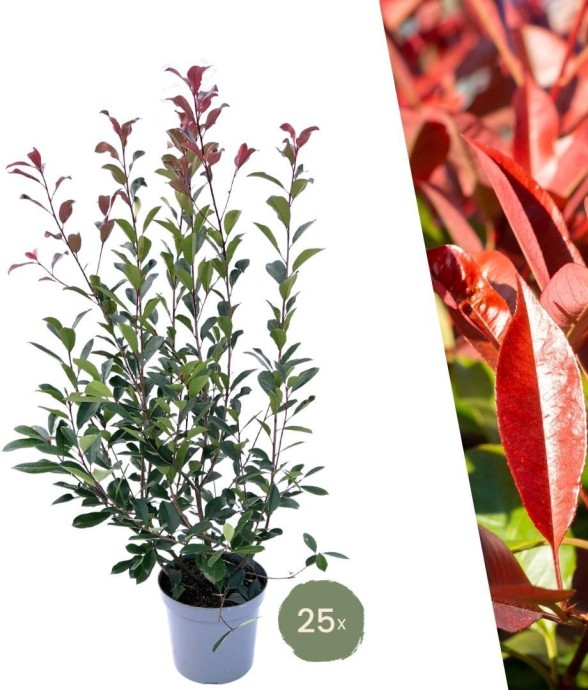 Néflier Brillant rouge x10...