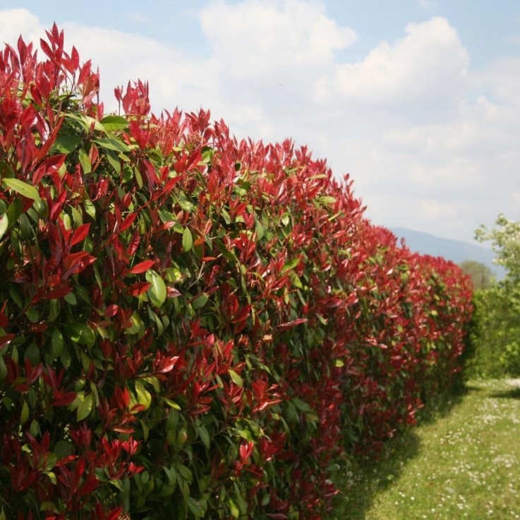Néflier Brillant rouge x10 -  150