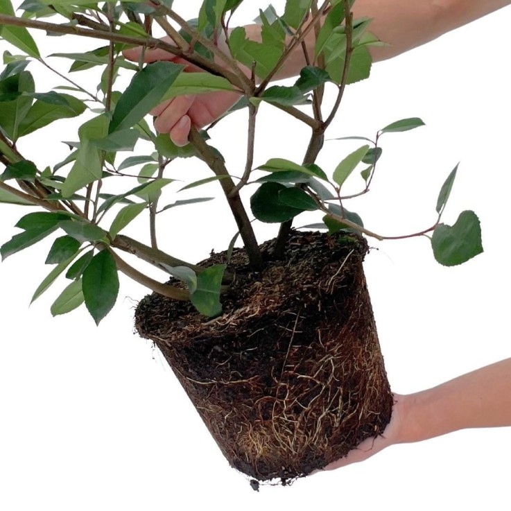 Néflier Brillant rouge x10 -  150