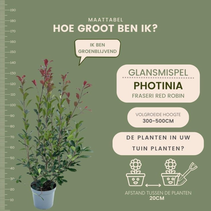 Néflier Brillant rouge x10 -  150