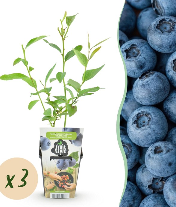 Myrtillier Goldtraube x3