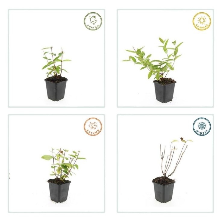 Millepertuis inodore 'Annebel' -  60