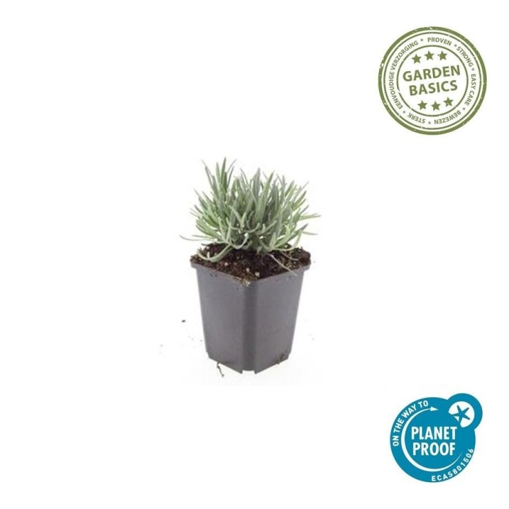 Lavande vraie blanche 'Edelweiss' -  12