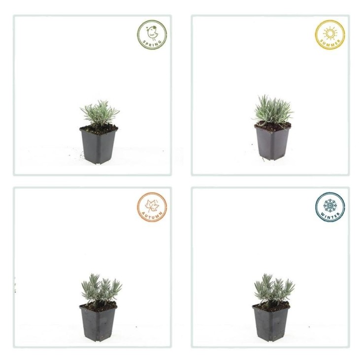 Lavande vraie blanche 'Edelweiss' -  12