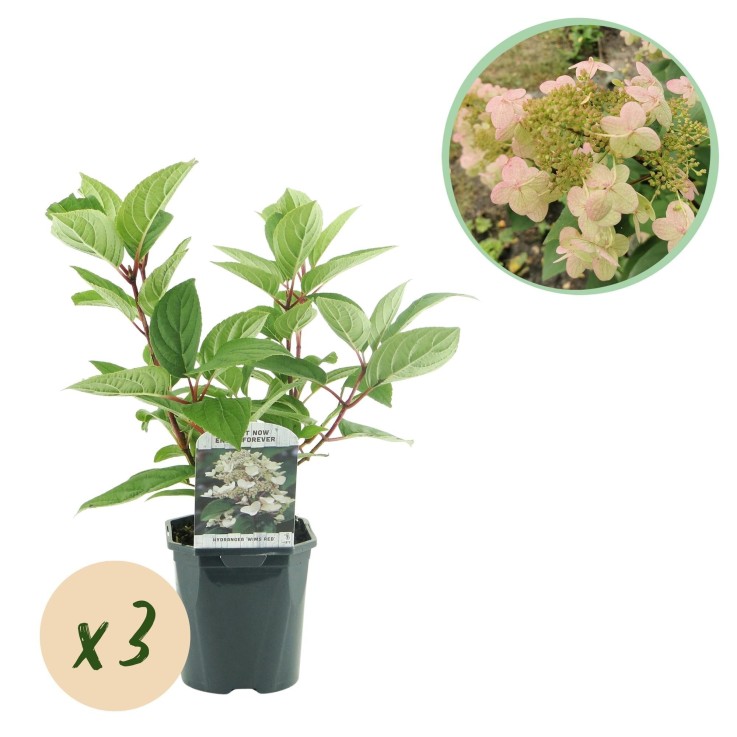 Hortensia Panniculata Wims Red x3