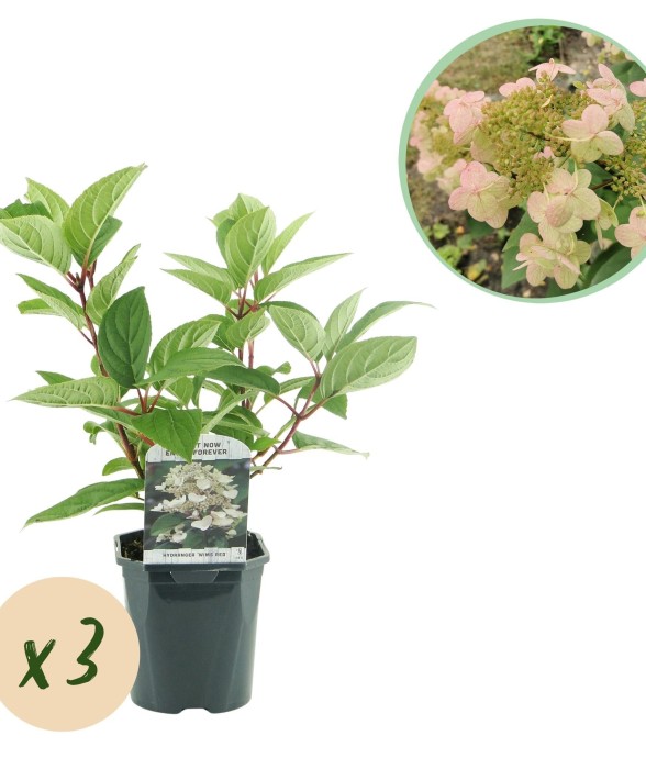 Hortensia Panniculata Wims...