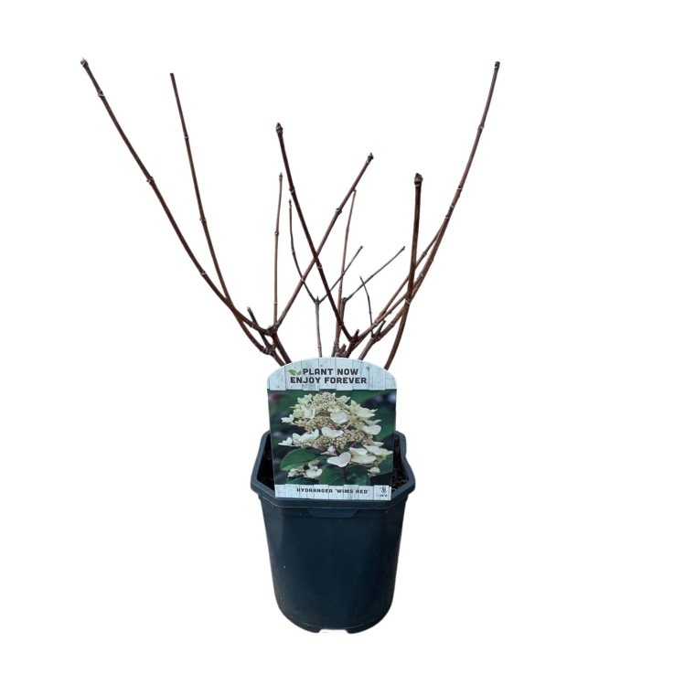 Hortensia Panniculata Wims Red x3