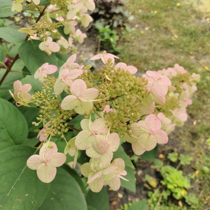 Hortensia Panniculata Wims Red x3