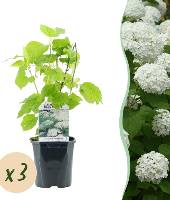 Hortensia Annabelle x3