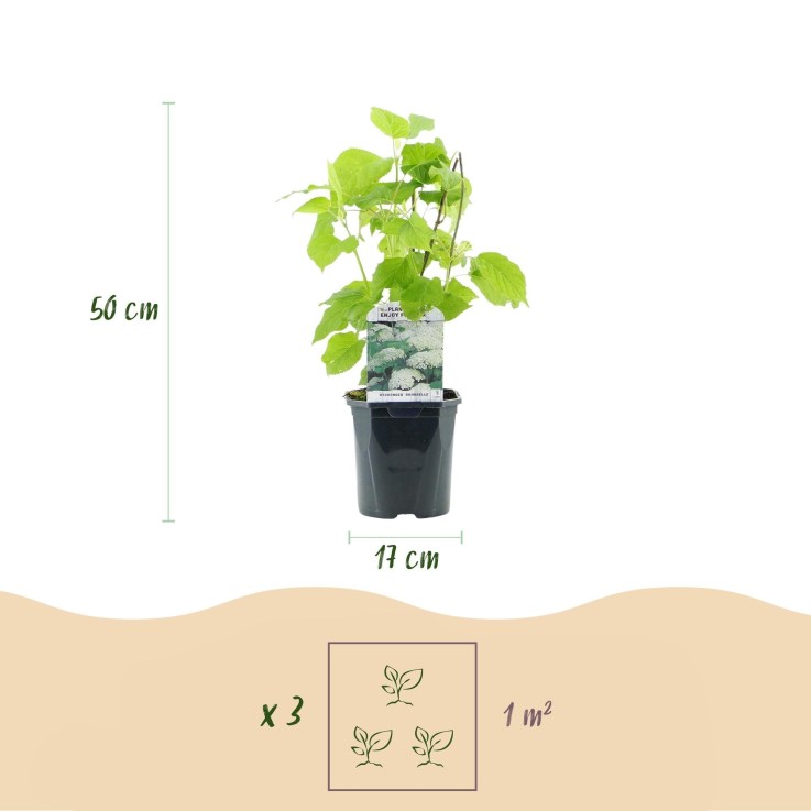 Hortensia Annabelle x3