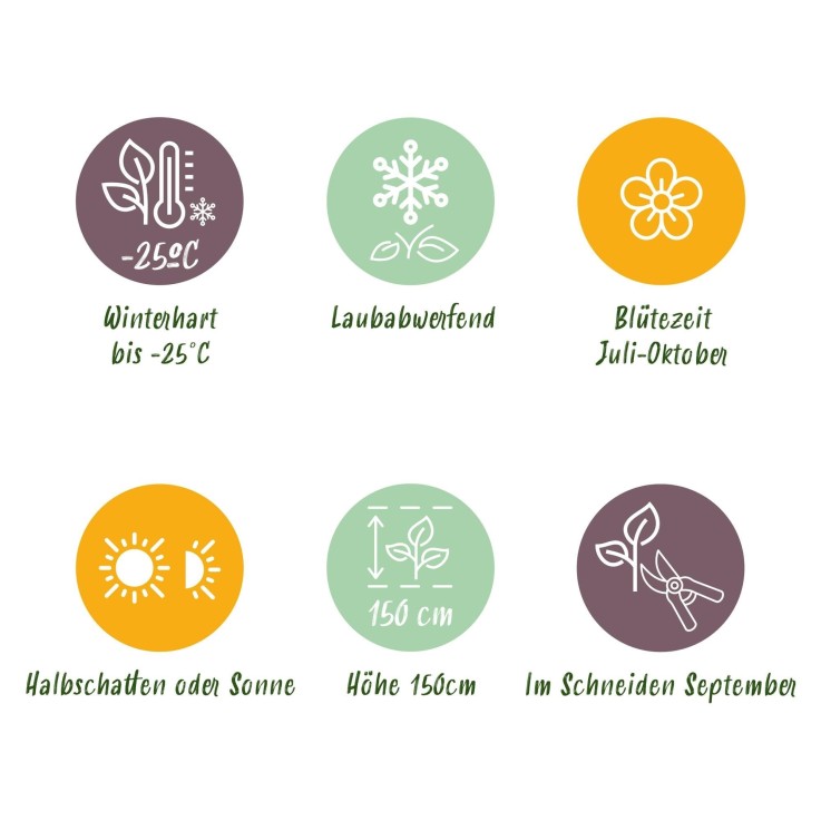 Hortensia Annabelle x3