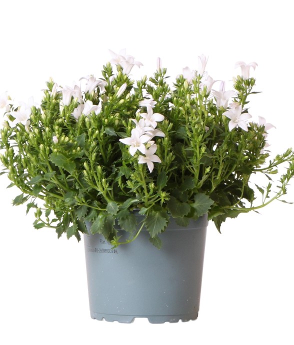 Campanula Addenda -...