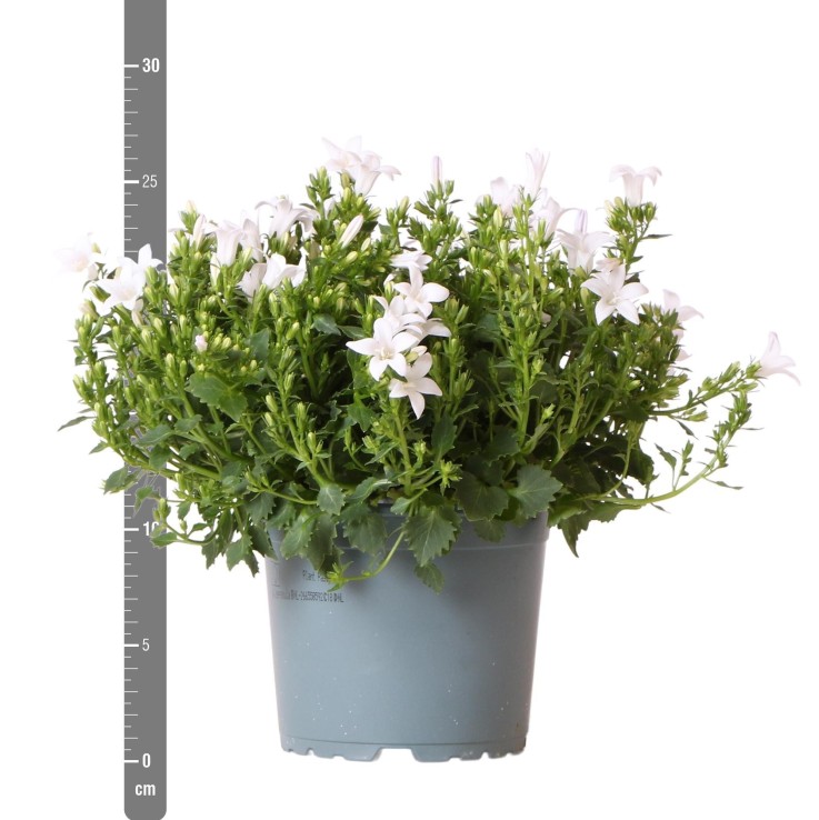 Campanula Addenda - Klokjesbloem blanc - Vaste plante hivernale