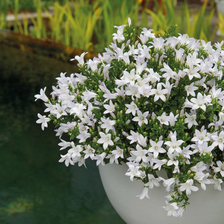 Campanula Addenda - Klokjesbloem blanc - Vaste plante hivernale
