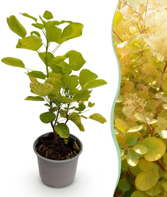 Arbre à perruque Golden...