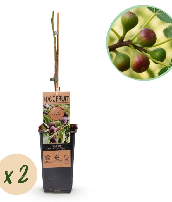 Ficus carica Little Miss...