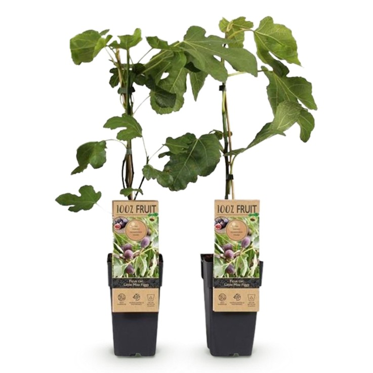 Ficus carica Little Miss Figgy x2