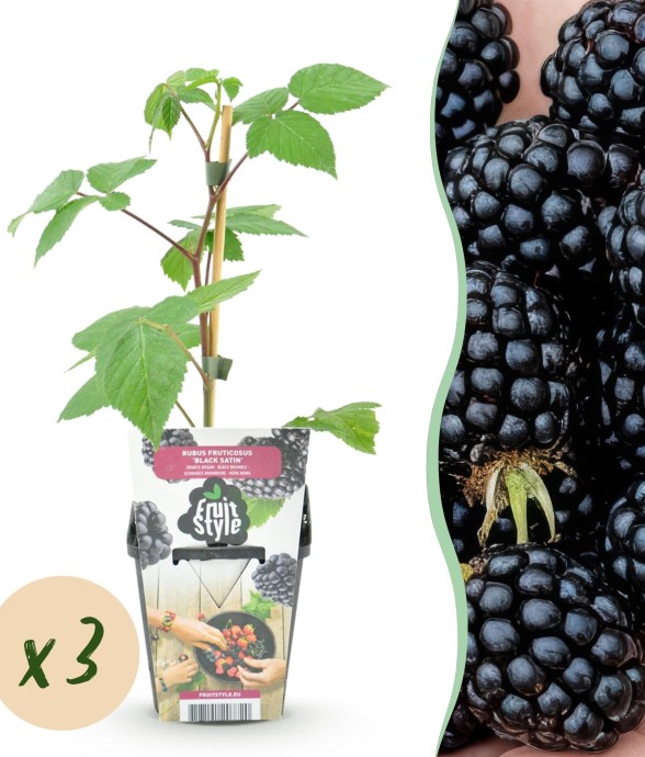 Mûrier Black Satin x3