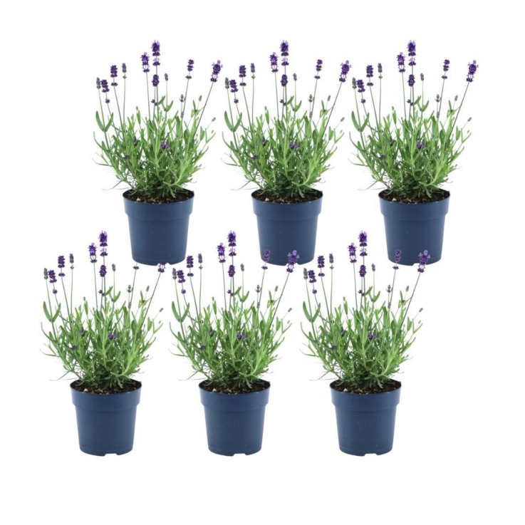 Lavande angustifolia Felice® x6