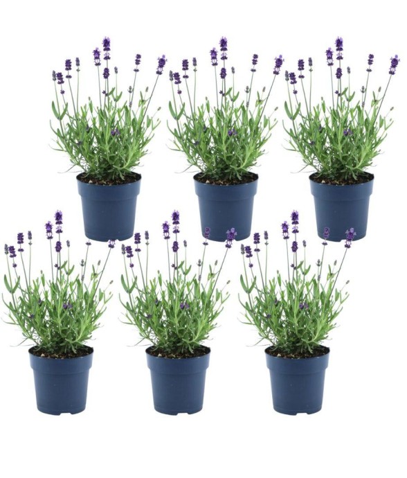 Lavande angustifolia...
