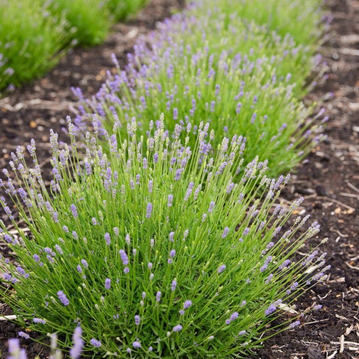 Lavande angustifolia Felice® x6