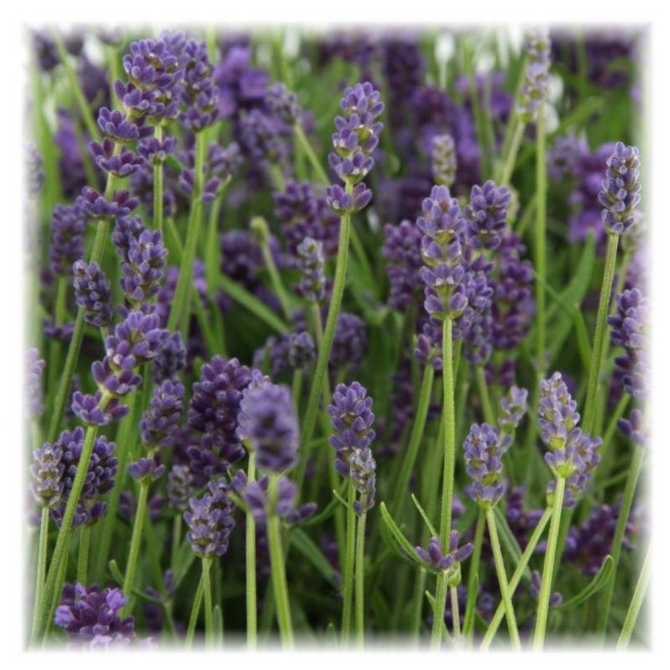 Lavande angustifolia Felice® x6