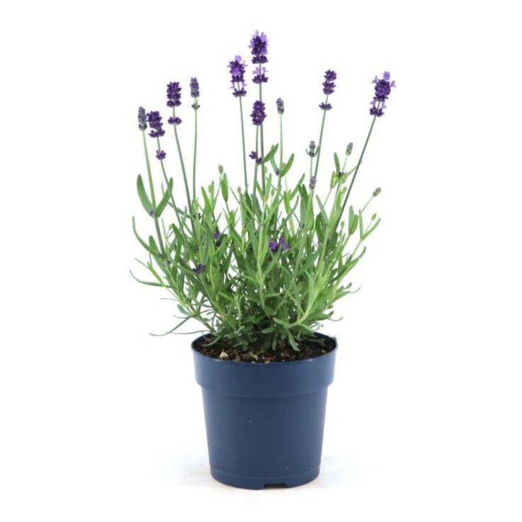 Lavande angustifolia Felice® x6