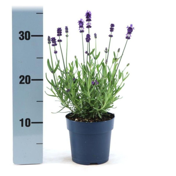 Lavande angustifolia Felice® x6
