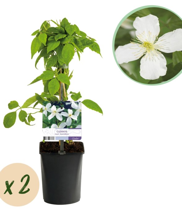 Clématite Montana...