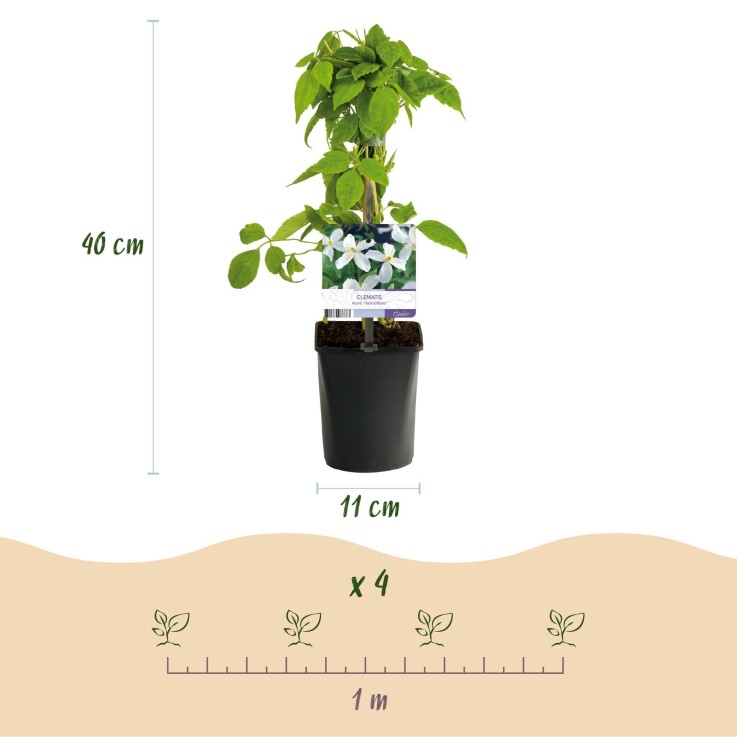 Clématite Montana Grandiflora x2