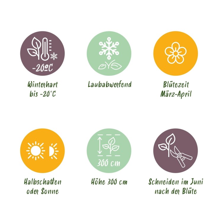 Clématite Montana Grandiflora x2