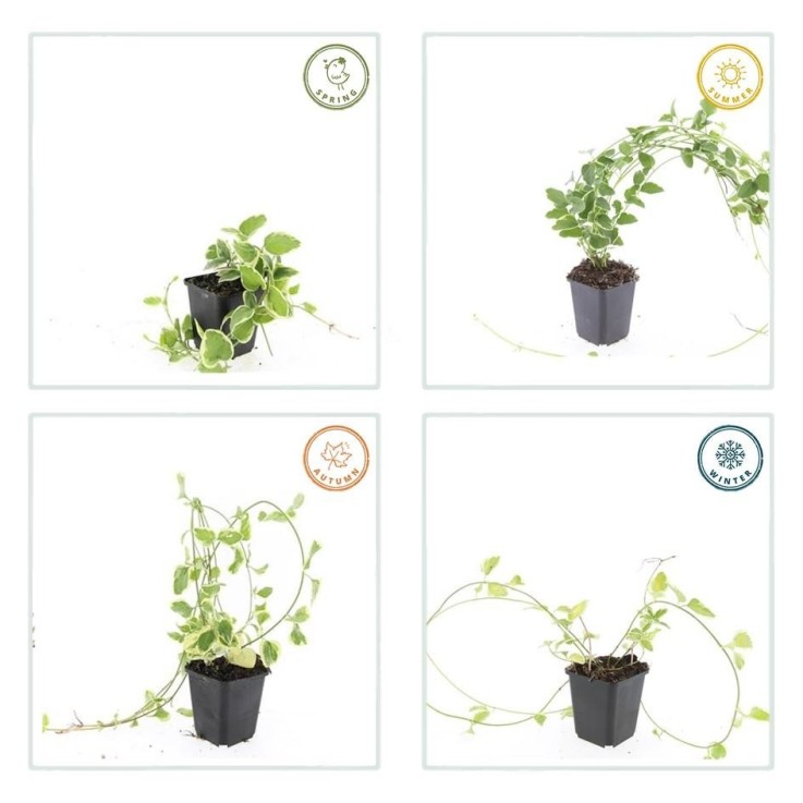 Grande Pervenche 'Variegata' -  60