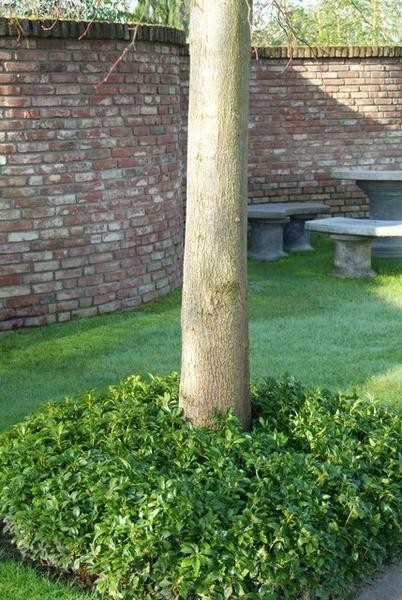 Pachysandre du Japon -  6