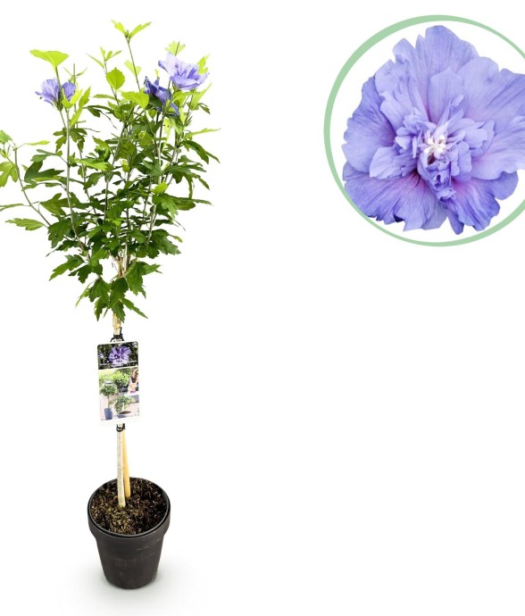 Hibiscus syriacus Blue...