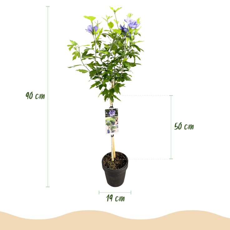 Hibiscus syriacus Blue Chiffon®