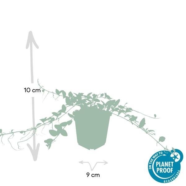 Petite Pervenche 'Alba' -  12