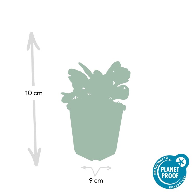 Bugle rampant 'Burgundy Glow' -  12