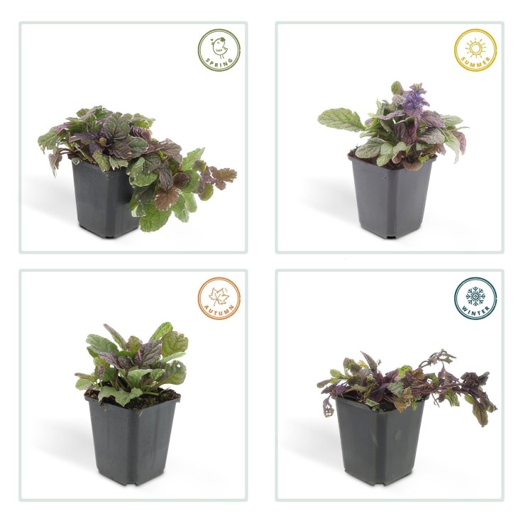 Bugle rampant 'Burgundy Glow' -  12