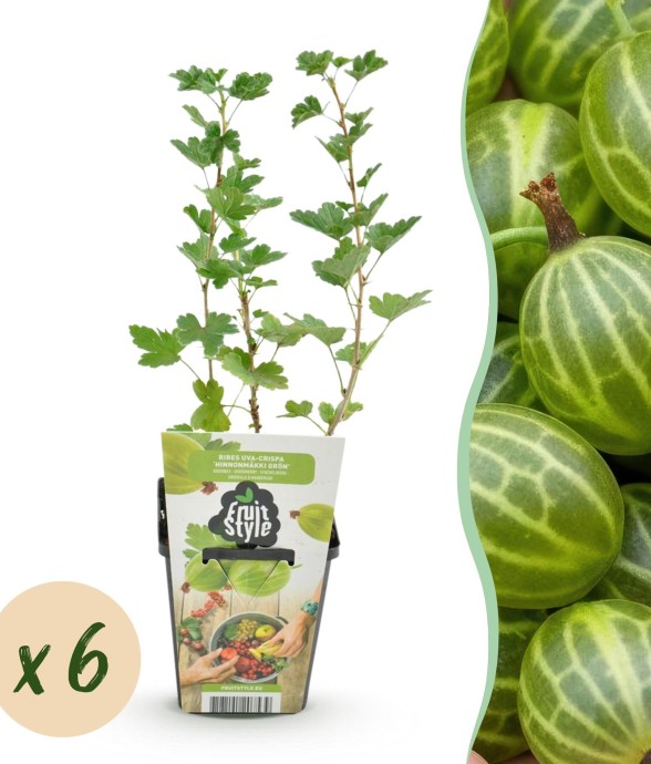 Groseillier maquereau...