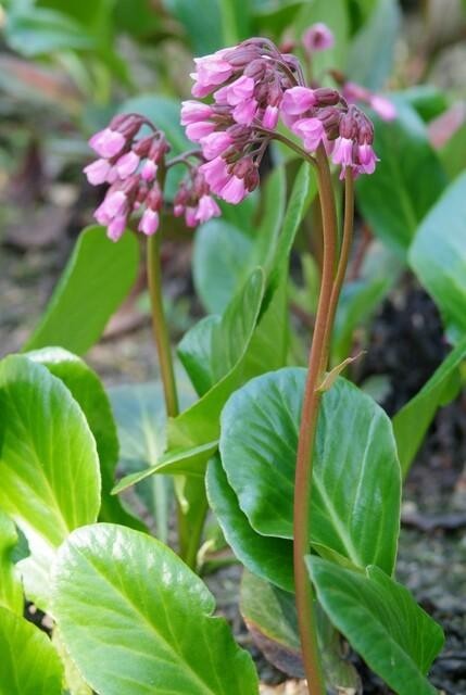 Bergenia à feuilles en cœur 'Herbstblüte' -  12