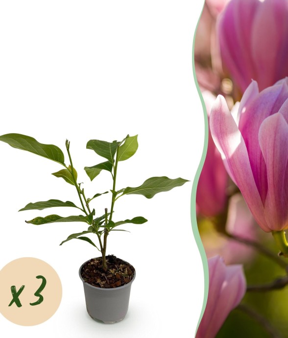 Magnolia Heaven Scent x3