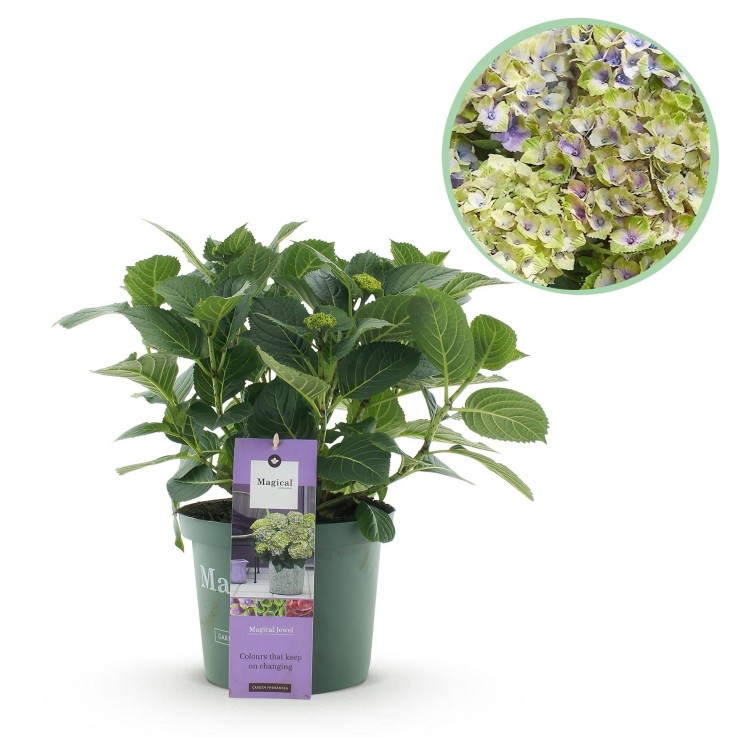 Hortensia bleu bijoux en pot