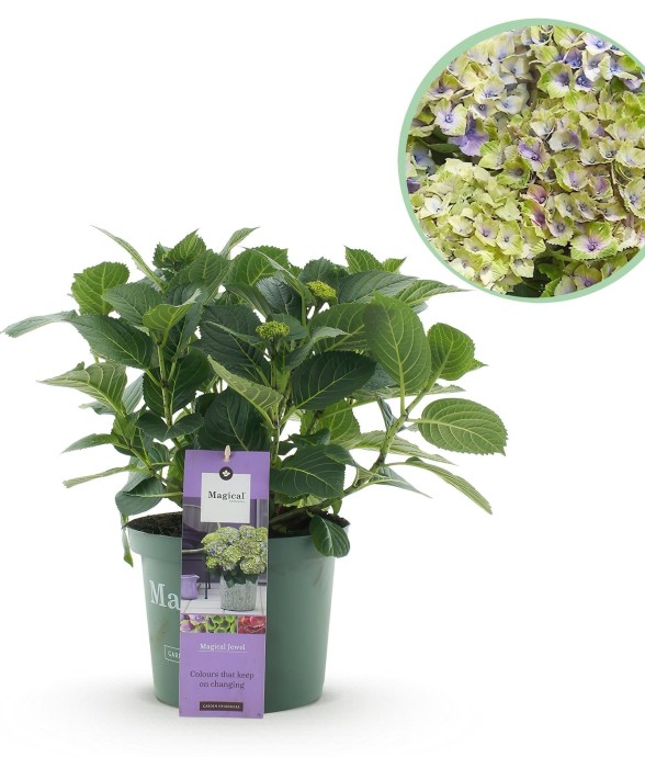 Hortensia bleu bijoux en pot