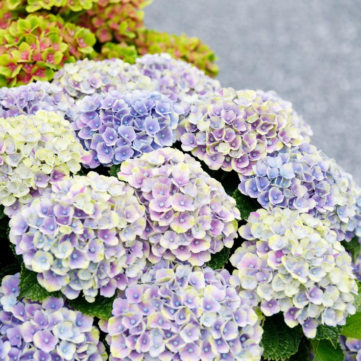 Hortensia bleu bijoux en pot