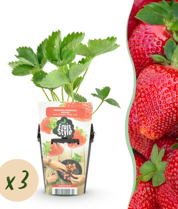 Fraisier Fragaria Maxim x3