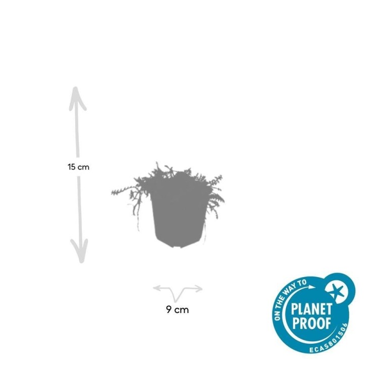 Leptinella squalida -  12