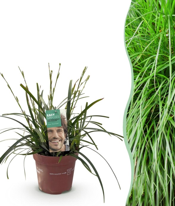 Carex oshimensis Intense...