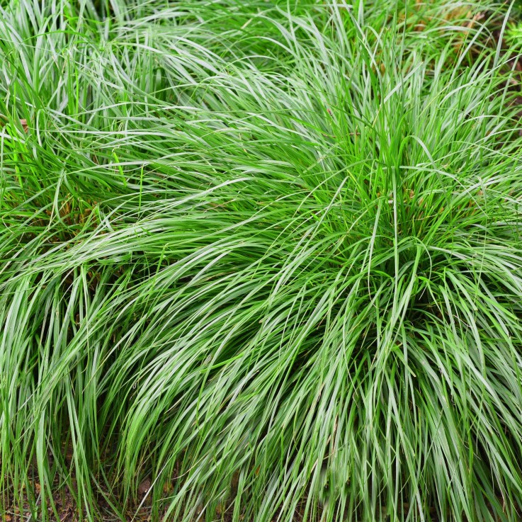 Carex oshimensis Intense Green en pot