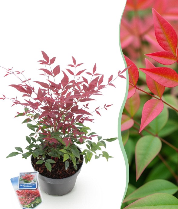 Nandine domestica Obsessed x1