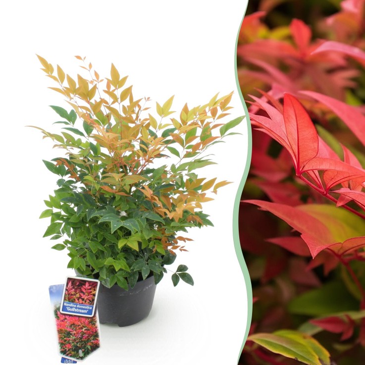 Nandina domestica Gulfstream en pot